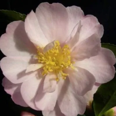 Camelia Sasanqua Agnes o...