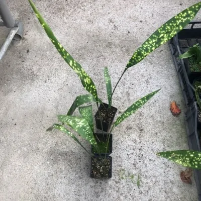 Aspidistra sichuanensis...