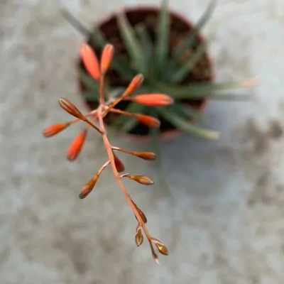 Aloe bellatula