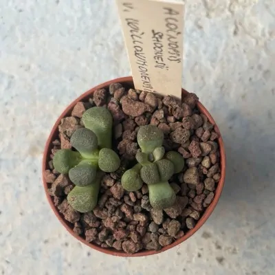 Aloinopsis schoonesii v....