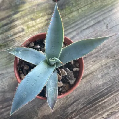 Agave Guadalajarana