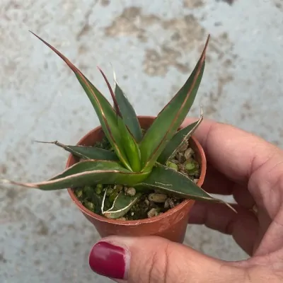 Agave pelona