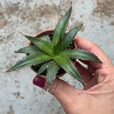 Agave Horrida Perotensis...