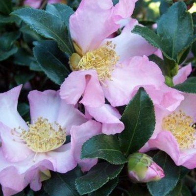 copy of Camelia Sasanqua...