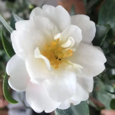 Camelia sasanqua 'Hina...