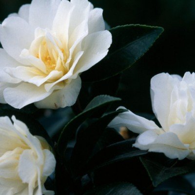 Camellia sasanqua 'Hina...