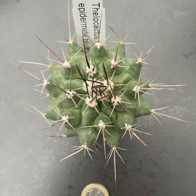 Thelocactus Rinconensis fa.