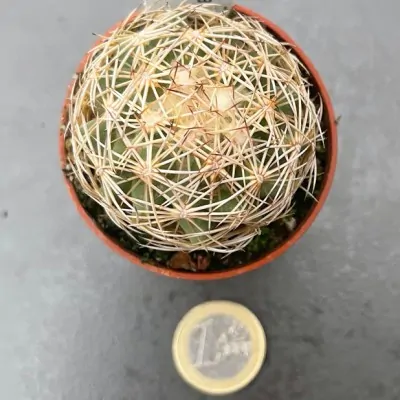 Coryphantha cornifera