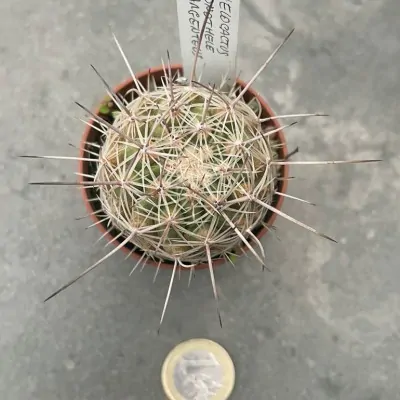 Thelocactus Conothele