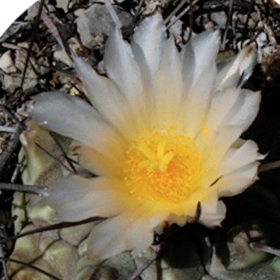 copy of Thelocactus...