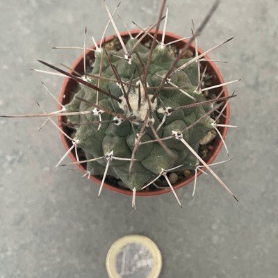 Thelocactus multicephalus...