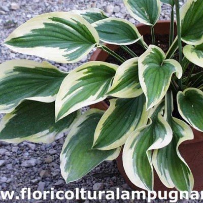 Hosta Mildred Seaver