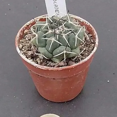 copy of Coryphantha andreae