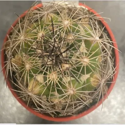 coryphantha palmeri