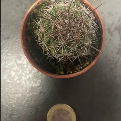 Coryphantha longicornis