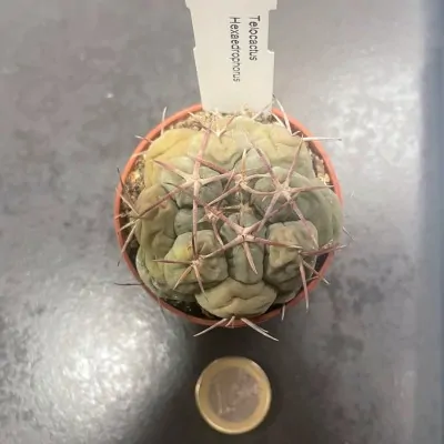 copy of Thelocactus...