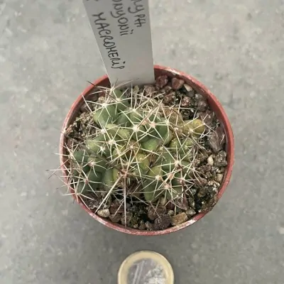 copy of Coryphantha andreae