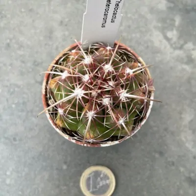 copy of Thelocactus...