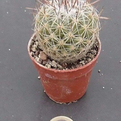 Thelocactus saussieri