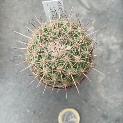 Thelocactus saussieri