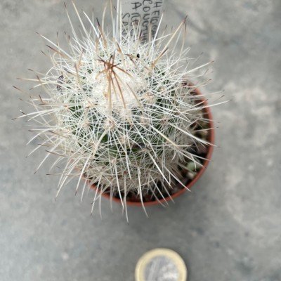 Thelocactus Conothele...