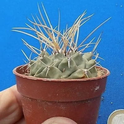 Thelocactus multicephalus...