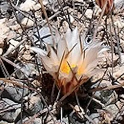 Thelocactus multicephalus...