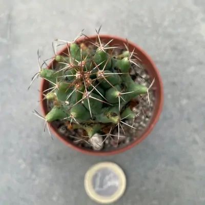 Coryphantha clava