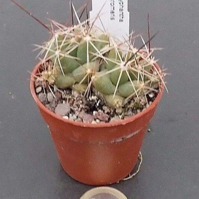 copy of Coryphantha andreae