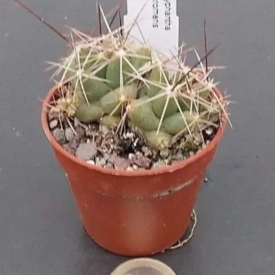 copy of Coryphantha andreae