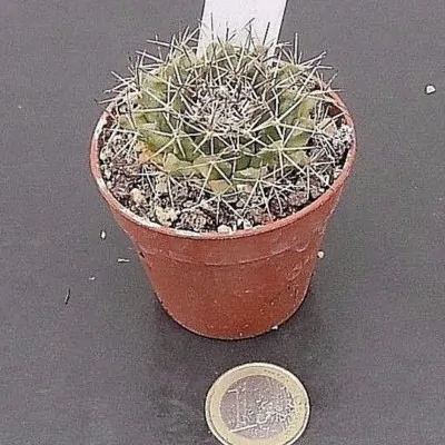 copy of Mammillaria...