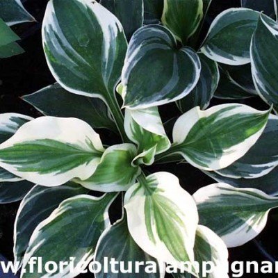 Hosta Fair Maiden