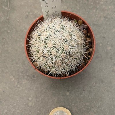 copy of Mammillaria...