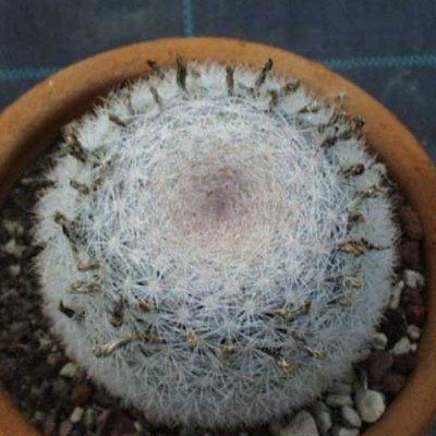 Mammillaria Candida 