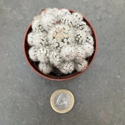 Mammillaria gracilis