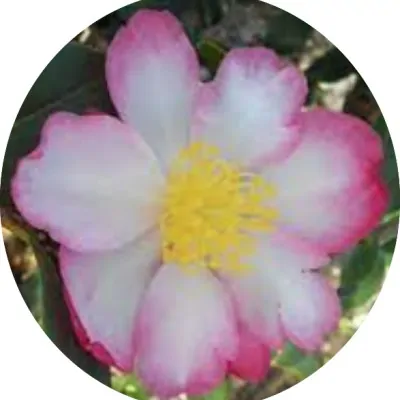 Camelia sasanqua rainbow...