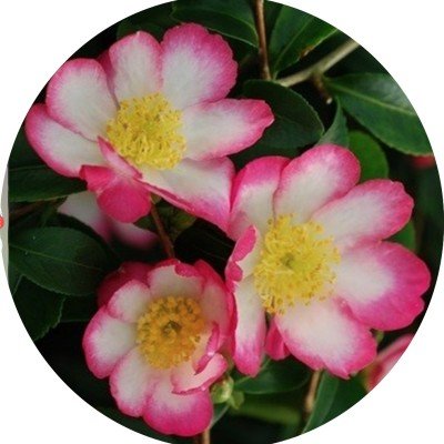 Camelia sasanqua rainbow...