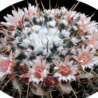 Mammillaria Rioverdense...