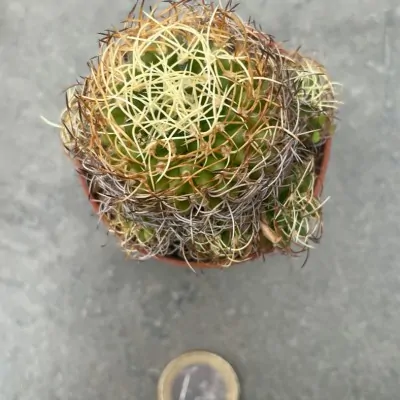 Mammillaria Camptoricha curvispina cv. marnier lapostolei