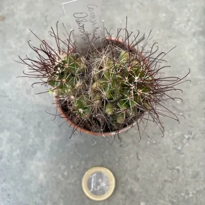 Mammillaria cumarına odorata