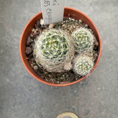 mammillaria viereckii...