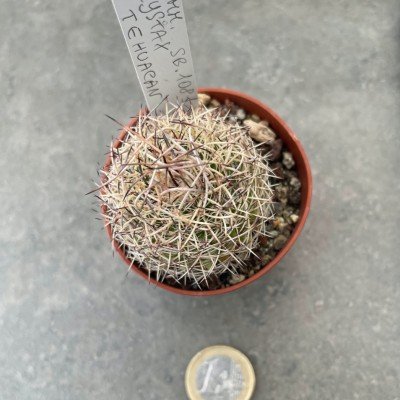 Mammillaria Mystax Tehuacan...