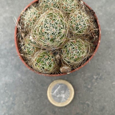 Mammillaria Sphaerica