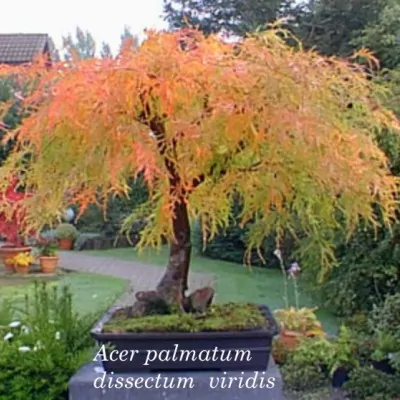 Acer Palmatum Dissectum Viridis