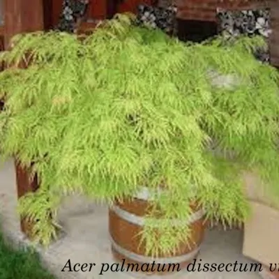 Acer Palmatum Dissectum Viridis