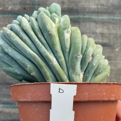 copy of Myrtillocactus...