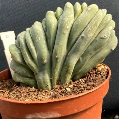 copy of Myrtillocactus...