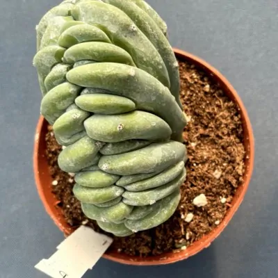 copy of Myrtillocactus...