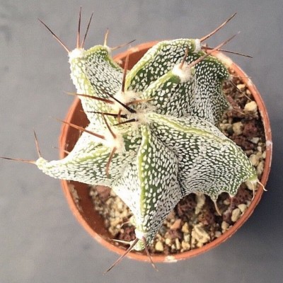 Astrophytum ornatum