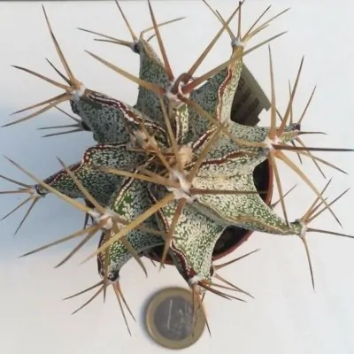 Astrophytum Ornatum mirbellii vista Hermosa